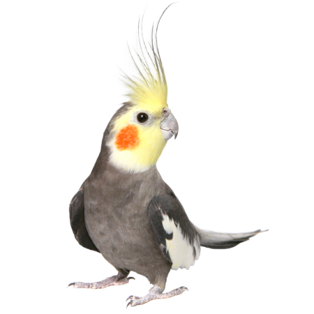 ícone
